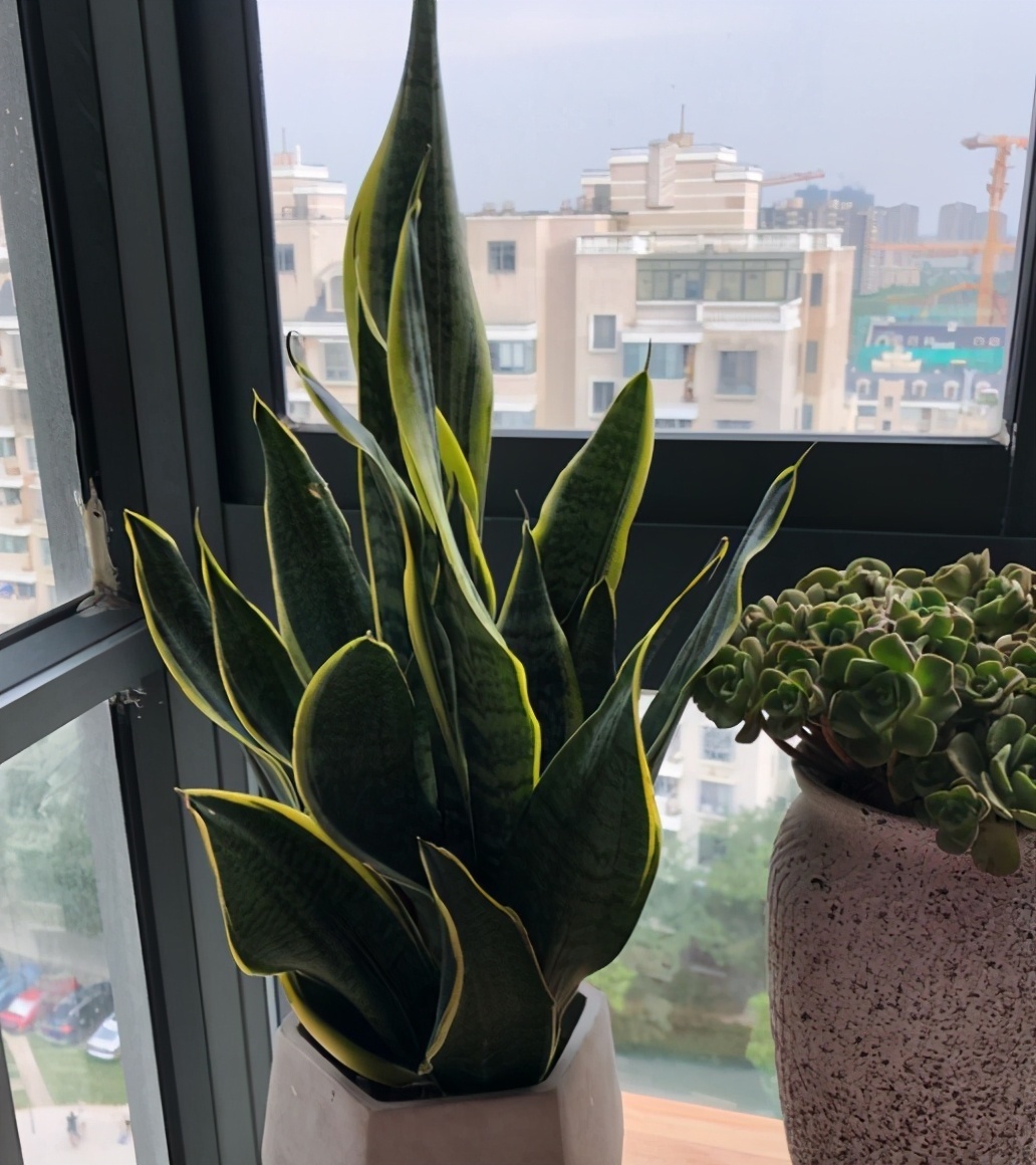 光照|虎皮兰不敢浇水多做好3个前提条件，怎么浇水都行，不会烂根