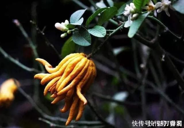 佛手柑|养花不如种树!这4种“招财树”,寓意都很好,给钱你也别卖