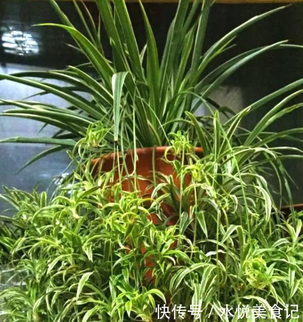 她给吊兰、君子兰喂2种肥,几月长出“萝卜根”,新芽新叶呼呼冒