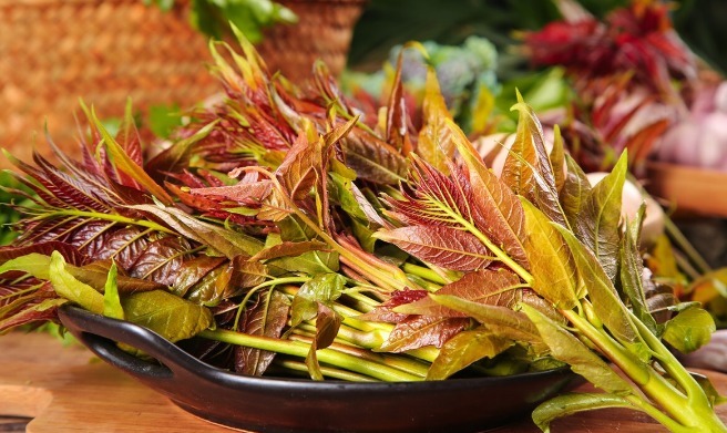 野菜|春天挖野菜，送你56种野菜大图片，带你见识不同的野菜和吃法