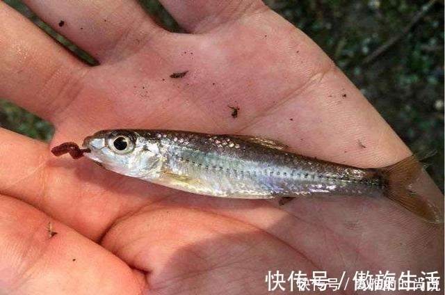 鱼层|冬天狂口的水中精灵银鮈，方法用好野钓也可以小爆护哦！