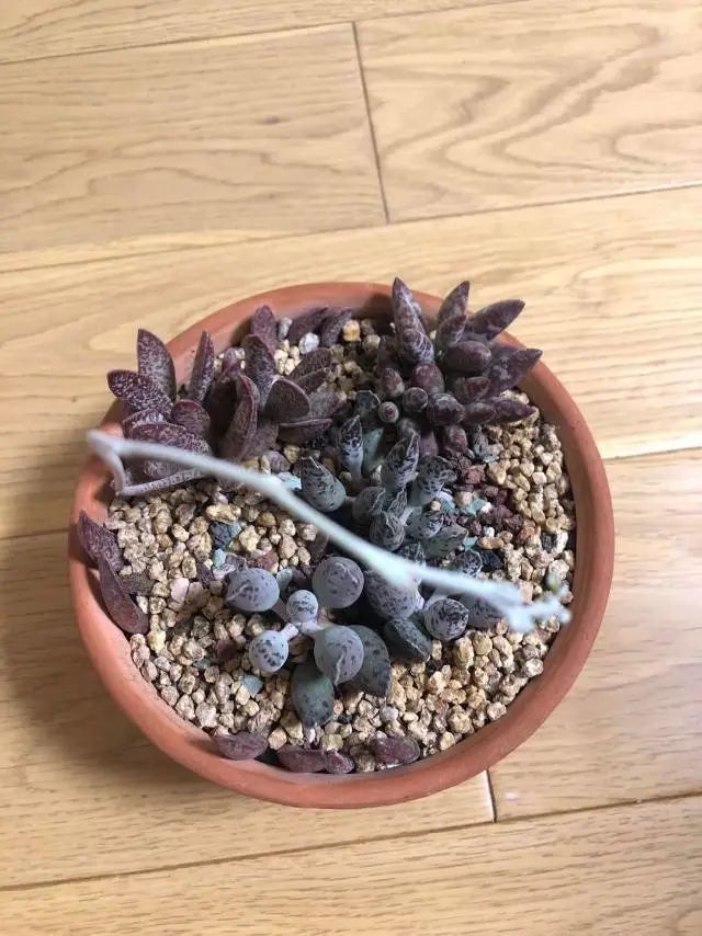 养成一个爱好的重要性和一个养肉人的日常！