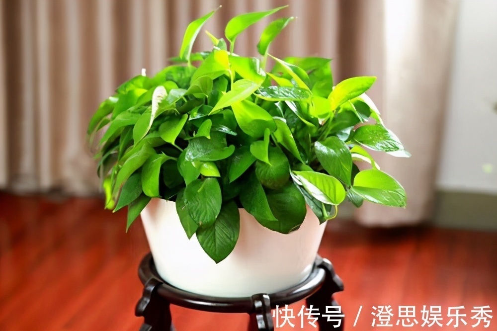 常春藤|6种花,能养人,高档大气有品味,越养越有“好身体”