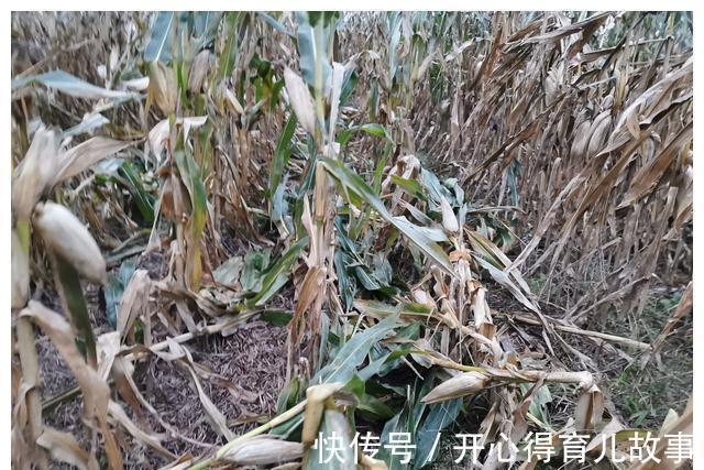 红轴|明年种玉米：夏播区淘汰958类白轴品种，是真正的智慧