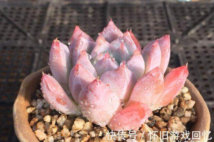 西施和如梦令是多肉阿尔巴佳人的别称,老实说你是不是买了3回?