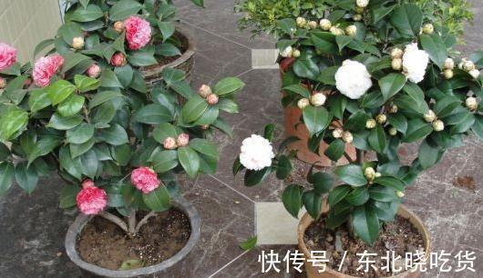 入冬后，家里的文竹，茶花总掉叶，学会这些小方法，让叶子更油绿