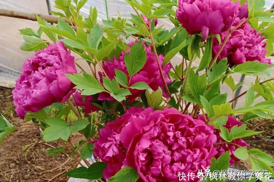 春节过后花店里没有卖完的花去哪里了