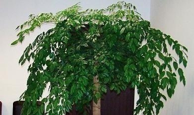 “耐干旱”的3种花,即使40天不浇水,一样“爆盆”,生长快!