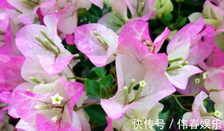 花期|阳台养这几朵花,花开不断,开花漂亮花期长,谁养谁喜欢