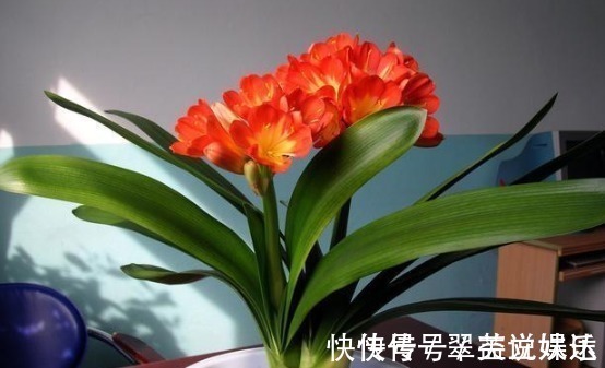 养分|花店老板说往绿萝君子兰盆里塞点它，叶子黑亮，疯狂开花！