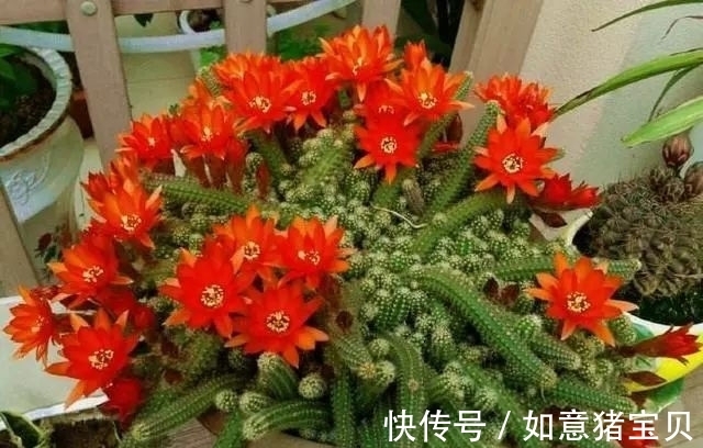 3种多肉很好养,被花友称“热不死”,太阳一晒就“很美”