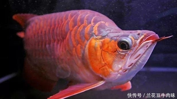 涨姿势 · 龙鱼: 你嫌我丑给我各种整容, 还指望我给你转运? ?