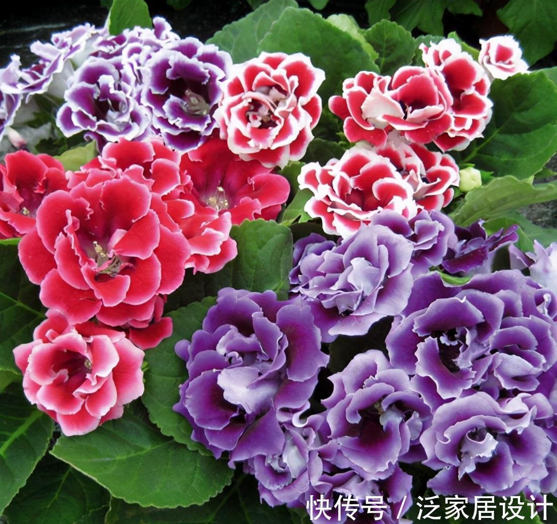 扶桑花|6种“劳模花”,四季花不断,家里养一盆,开花300天