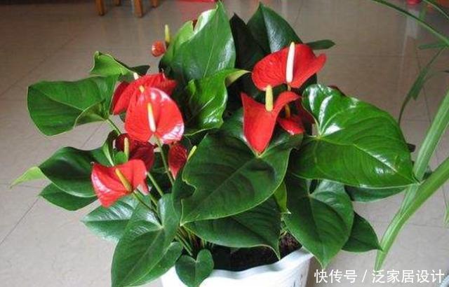 谁说红掌不好养,我第一个不同意,记住养护要点,叶子油绿开满花