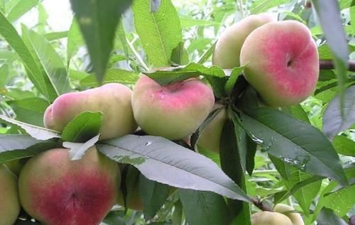 凉薯凉薯|爱美女性不妨多吃3种食物，营养丰富、滋润肌肤，越吃越年轻！