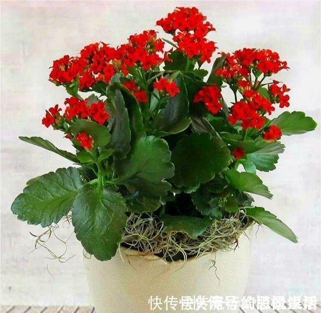 修剪|长寿花花后养护很重要,3件事越早做越好,下次开花准爆盆