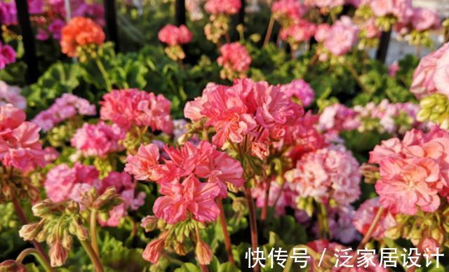 开花性能|养花久的人都知道,这三种花别买老桩,因为越老开花越少