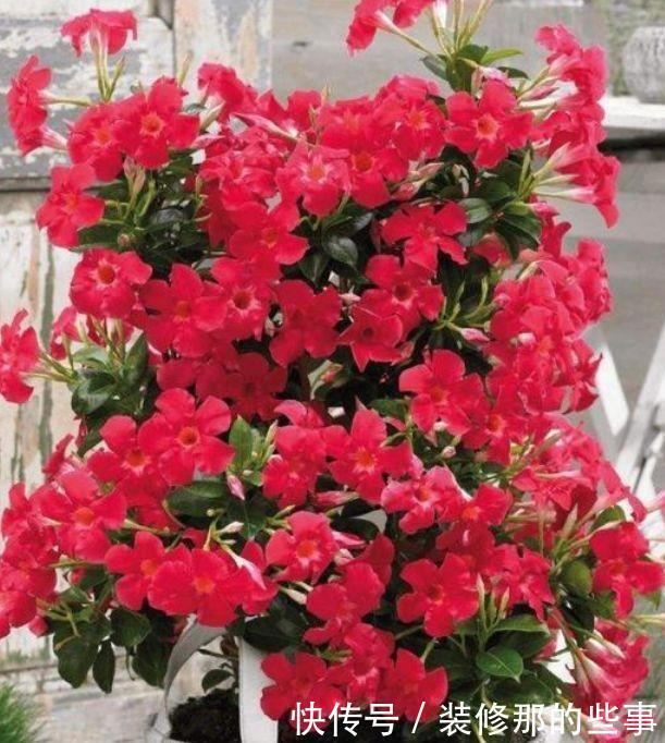 4种花养在客厅超美的,好养易活不招虫,一开花就爆盆