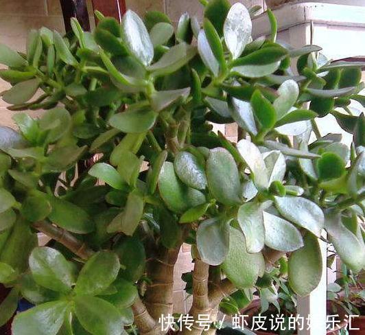 还用茶水浇花,这些坏处要知道,使用方法很重要,看看吧