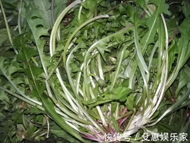野草|蒲公英被称“野草之王”,但需牢记3大禁忌,当心养出一身病