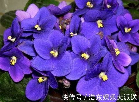 非洲|“牡丹名品”岛大臣,花色红颜,花枝招展,堪称养花必备