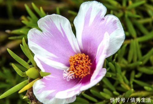 太阳花|此款植物,一年多次开花,花期超半年,花多易爆盆,优雅多态