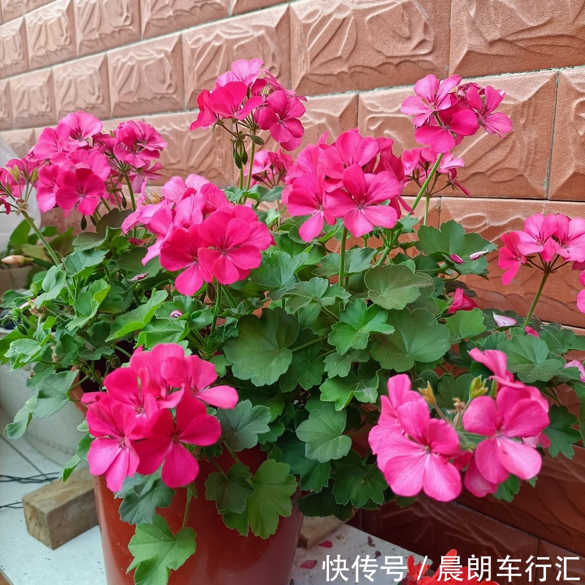 一年四季都开花的植物,养一盆性价比特高,还好养