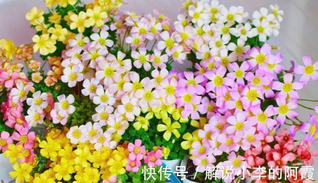 大花球|不到1平方的窗台,被她养成小花园,比院子还美