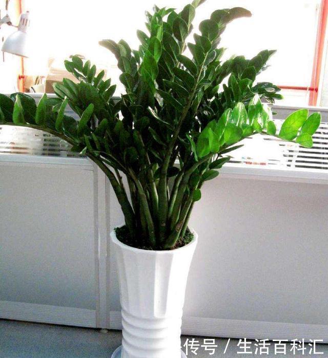 不管什么花都放在阳台上,太拥挤了,这几种花放在客厅寓意更佳
