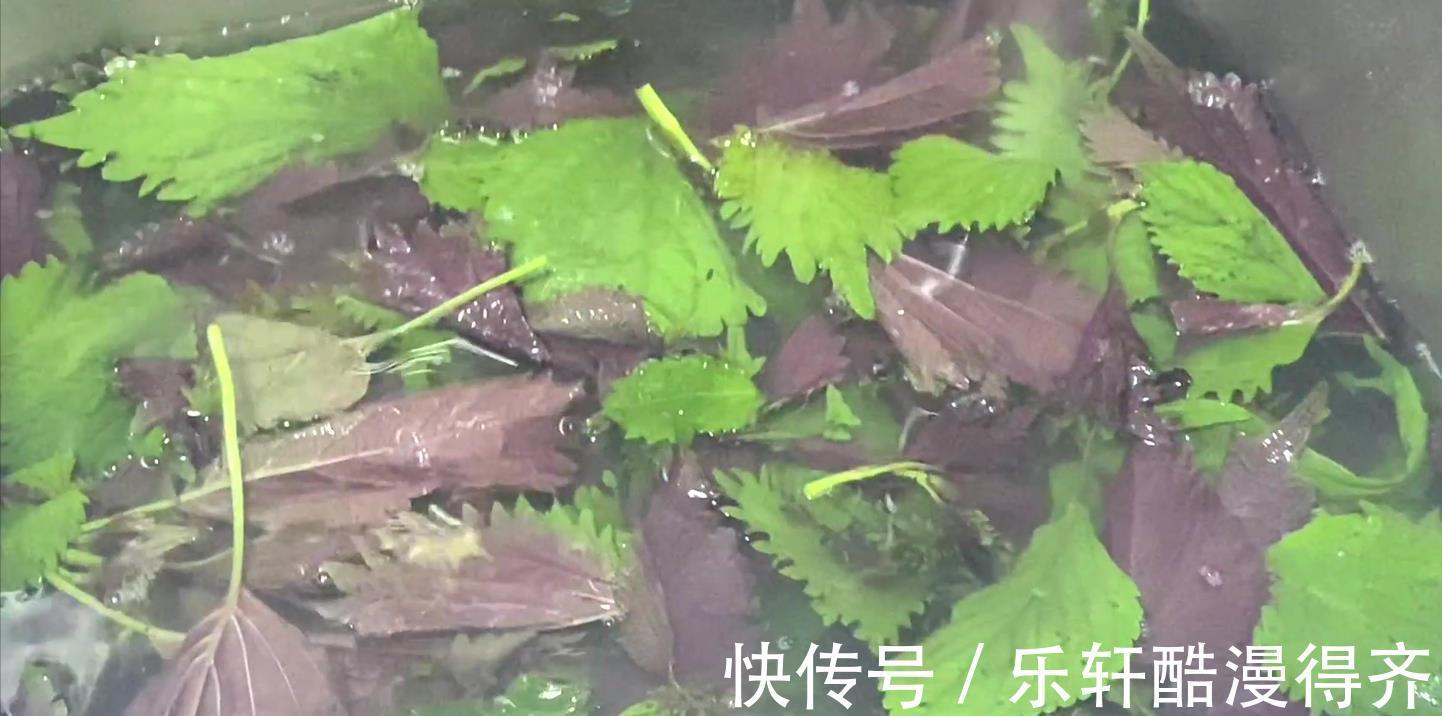 保姆|紫苏煮鸡蛋的作用居然这么厉害,老保姆教你方法,学会不亏