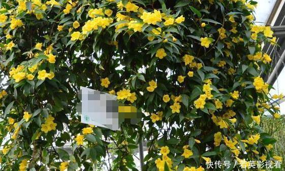 想让家里常年飘香，就养殖3种花卉，管理简单、易爆盆