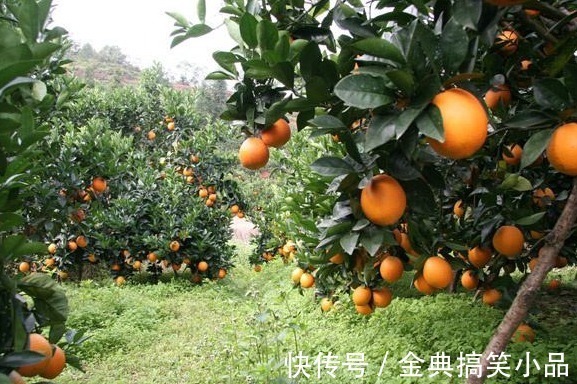 胎儿|如果你怀孕了,常吃这3种水果,不仅长胎不长肉,宝宝还会更聪明