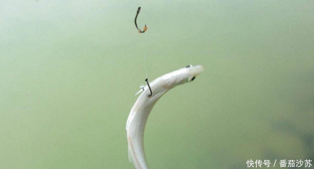 浮漂|夏季钓鱼,如何做到“避小钓大”?做对下面3个小事就能巧妙解决