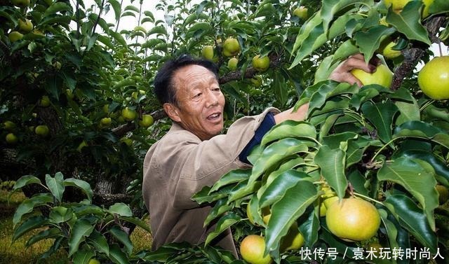  素有|这种梨外形酷似苹果，口感独特，素有“北方梨中之秀”的美称