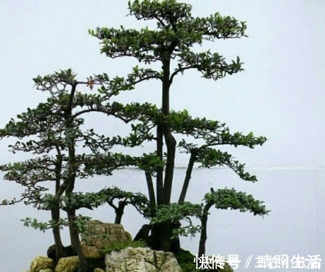 初学养盆景首先要注意下面这几个问题