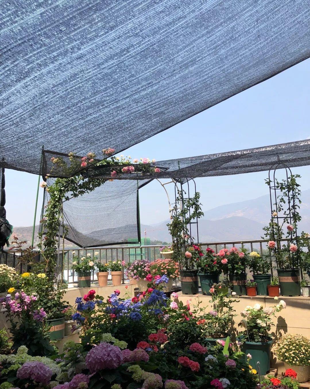 春天|夏天6种花,就是怕太阳,一晒就黄叶,修复不了,太难看