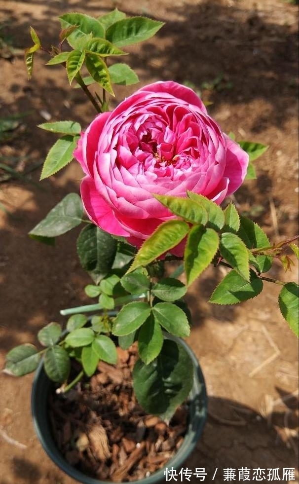 月季入冬不耐冻,不妨“虐”着养,催出新苞冒侧芽,绽放层叠群花