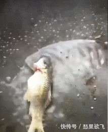 |搞笑GIF:这鸟是饿急了,才冒险来头人类的食物