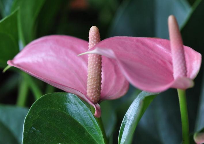 养红掌，学会“转一转”，叶片油亮、花苞多，满屋“红艳艳”