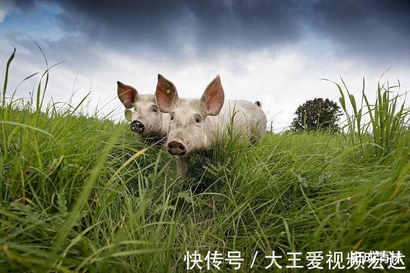 赚大钱|生肖猪9月财运大开，好运连绵，吉祥如意，赚大钱