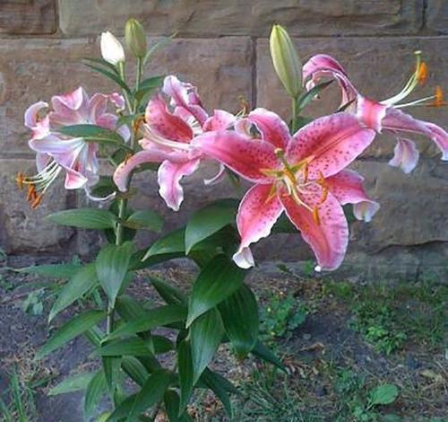 春秋季节买些便宜的百合花球茎 以后每年都能开出喷香的花朵 快资讯