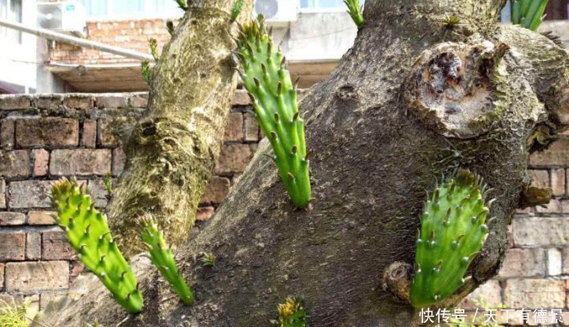 仙人掌如果掌握4个技巧,也能养成“仙人树”,方法很简单