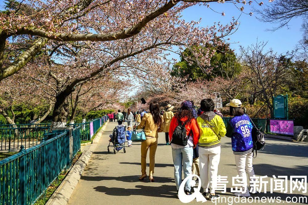 【花消息】樱花季到来动青城 朋友圈里晒樱花