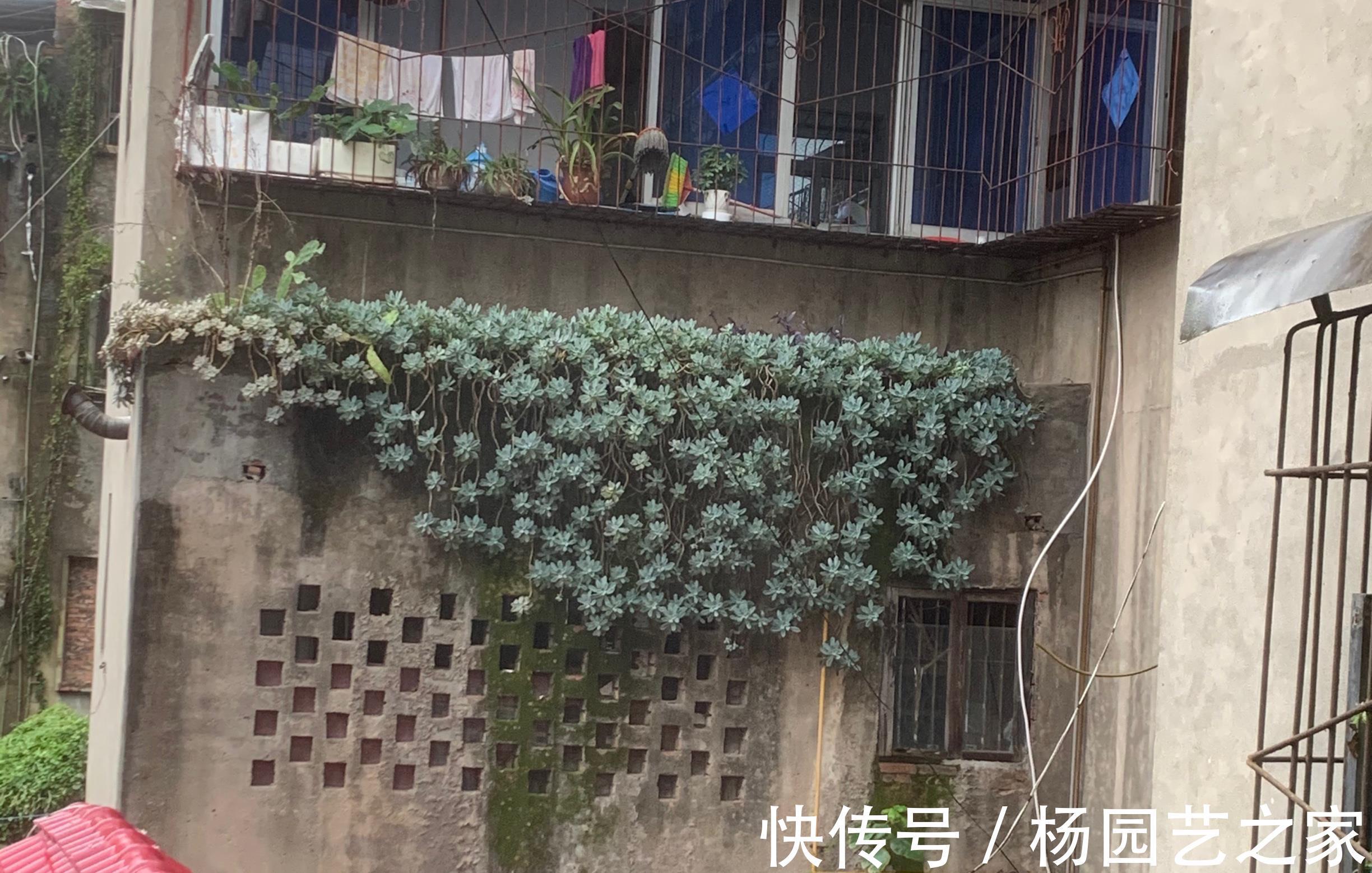 优点|生命力旺盛的冬美人，多肉的优点它全有，轻松就能爬满整个院墙