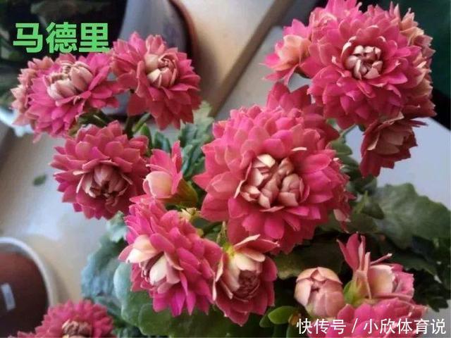 这种花品种多，花型好，养了你就爱上了！