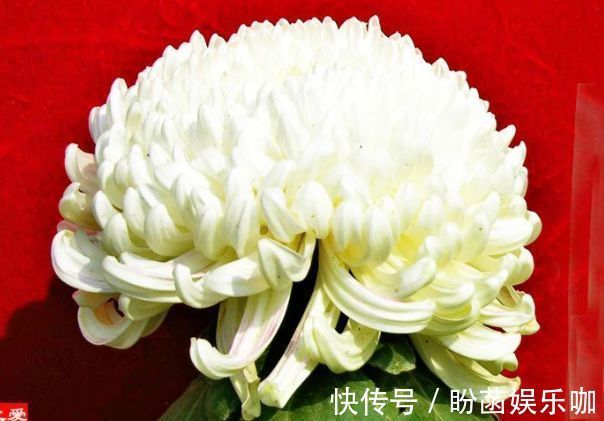 平时养菊花,就养盆“优良名菊”,花开“太白积雪”,洁白如玉!