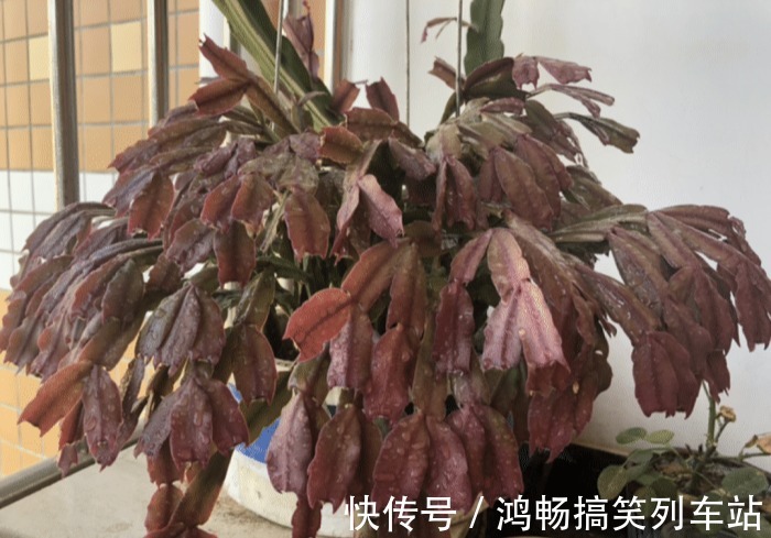 浇水|家里有此7种花,少浇水不能晒,天热要休眠早看早知道