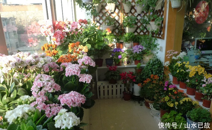 电视柜|家庭养花:室内盆栽别摆太满,不然问题多多