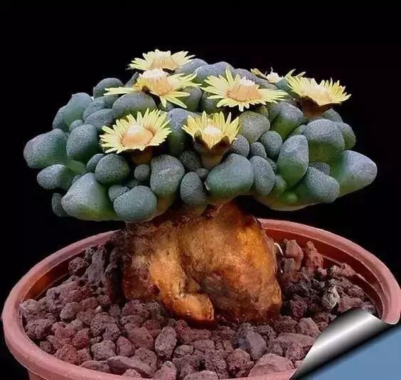  娇艳|石生花，绝美娇艳！