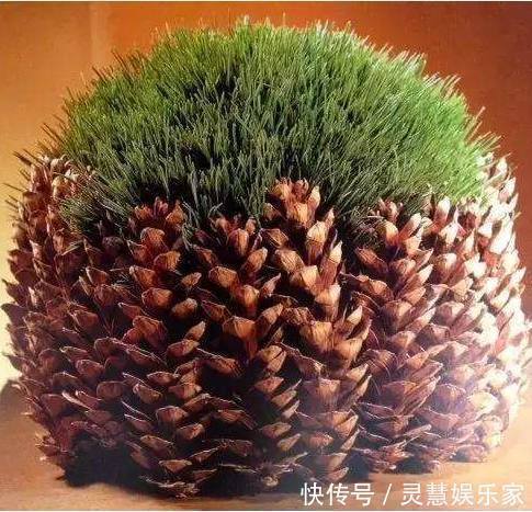 公公|公公捡了个小松塔随手扔进花盆，没曾想现在竟长得这么美